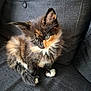 Layla a rejoint le concours — aidez-le/la à gagner de superbes lots ! kitten, cat, feline, pet, fluffy, blue_eyes, sitting, indoor, couch, gray, fur, cute, small, young, whiskers, animal, domestic, companion, adorable, curious