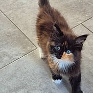 Layla a rejoint le concours — aidez-le/la à gagner de superbes lots ! kitten, cat, blue_eyes, fur, pet, animal, walking, floor, tile, curious, cute, small, whiskers, tail, paw, indoor, young, mammal, feline, domestic
