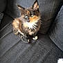 kitten, cat, tortoiseshell, feline, pet, indoor, couch, furniture, sitting, blue_eyes, fluffy, young, cute, curious, whiskers, paws, soft_light, texture, home, cozy
