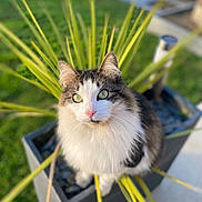 Tango participe au concours pour gagner de l'argent avec cette photo : animal, cat, closeup, cute, feline, fluffy, garden, grass, green_eyes, leaf, nature, outdoor, pet, pink_nose, plant, planter, portrait, sitting, sunlight, whiskers