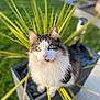 animal, cat, closeup, cute, feline, fluffy, garden, grass, green_eyes, leaf, nature, outdoor, pet, pink_nose, plant, planter, portrait, sitting, sunlight, whiskers