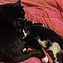 cat, tuxedo_cat, black_and_white, snuggling, sleeping, pet, animal, fur, whiskers, tail, cozy, blanket, indoor, resting, cute, domestic_cat, feline, soft, companion, relaxing