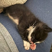 Apollo is registered to the contest to win money with this photo: kitten, cat, black_and_white, sleeping, paw, furry, cute, pet, indoor, cozy, resting, animal, small, young, lying_down, soft, domestic, whiskers, feline, blur
