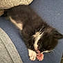kitten, cat, black_and_white, sleeping, paw, furry, cute, pet, indoor, cozy, resting, animal, small, young, lying_down, soft, domestic, whiskers, feline, blur