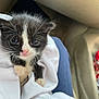 Apollo is registered to the contest to win money with this photo: kitten, cat, black_and_white, pet, animal, young, cute, fur, whiskers, eyes, pink_nose, clothing, fabric, lap, indoor, car, seat, human, soft, snuggled