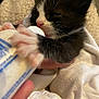 Apollo is registered to the contest to win money with this photo: kitten, black_and_white, milk_bottle, hand, blanket, close_up, pink_nose, paw, fur, feeding, cute, animal, baby_animal, domestic_cat, soft_texture, cozy, small, young, nurturing, indoor