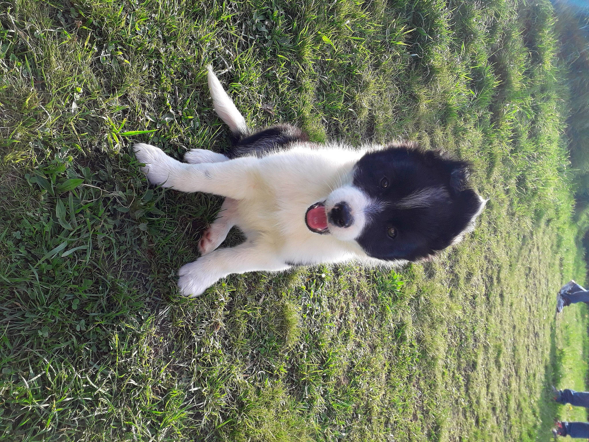 Youki participe au concours pour gagner de l'argent avec cette photo : canidae, carnivore, cat, collar, companion_dog, dog, dog_breed, felidae, fur, grass, grassland, herding_dog, pasture, plant, small_to_medium_sized_cats, sporting_group, tail, terrestrial_animal, tree, whiskers
