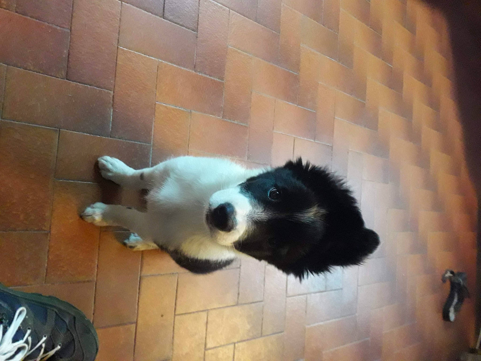 Youki a rejoint le concours — aidez-le/la à gagner de superbes lots ! brick, brickwork, canidae, carnivore, companion_dog, dog, dog_breed, dog_supply, felidae, flooring, fur, paw, pet_supply, small_to_medium_sized_cats, snout, sporting_group, tail, terrestrial_animal, whiskers, working_animal