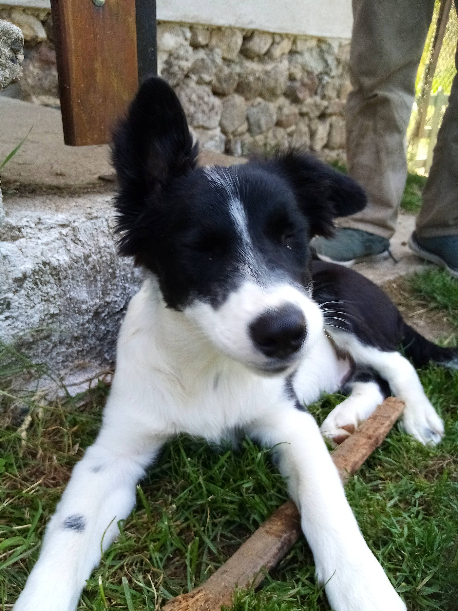 Youki participe au concours pour gagner de l'argent avec cette photo : border_collie, canidae, carnivore, companion_dog, dog, dog_breed, door, fur, grass, herding_dog, mcnab, plant, tail, working_dog