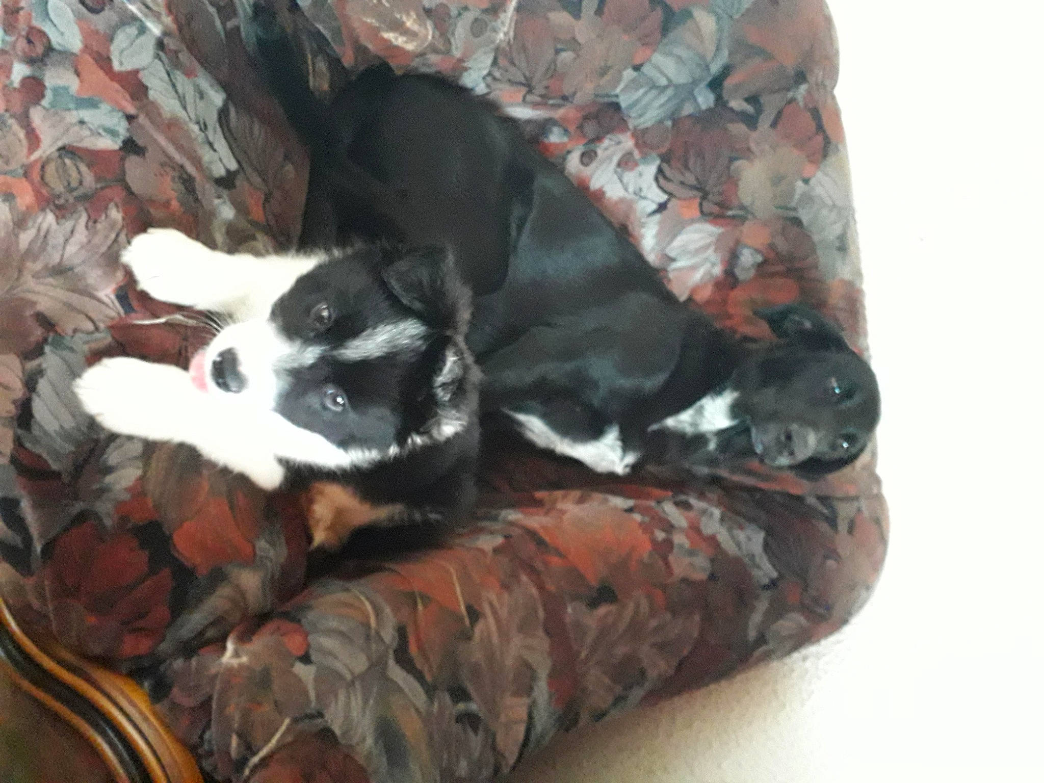 Youki participe au concours pour gagner de l'argent avec cette photo : canidae, carnivore, comfort, companion_dog, dog, dog_breed, dog_supply, felidae, fur, linens, non_sporting_group, small_to_medium_sized_cats, snout, sporting_group, tail, wood, working_animal