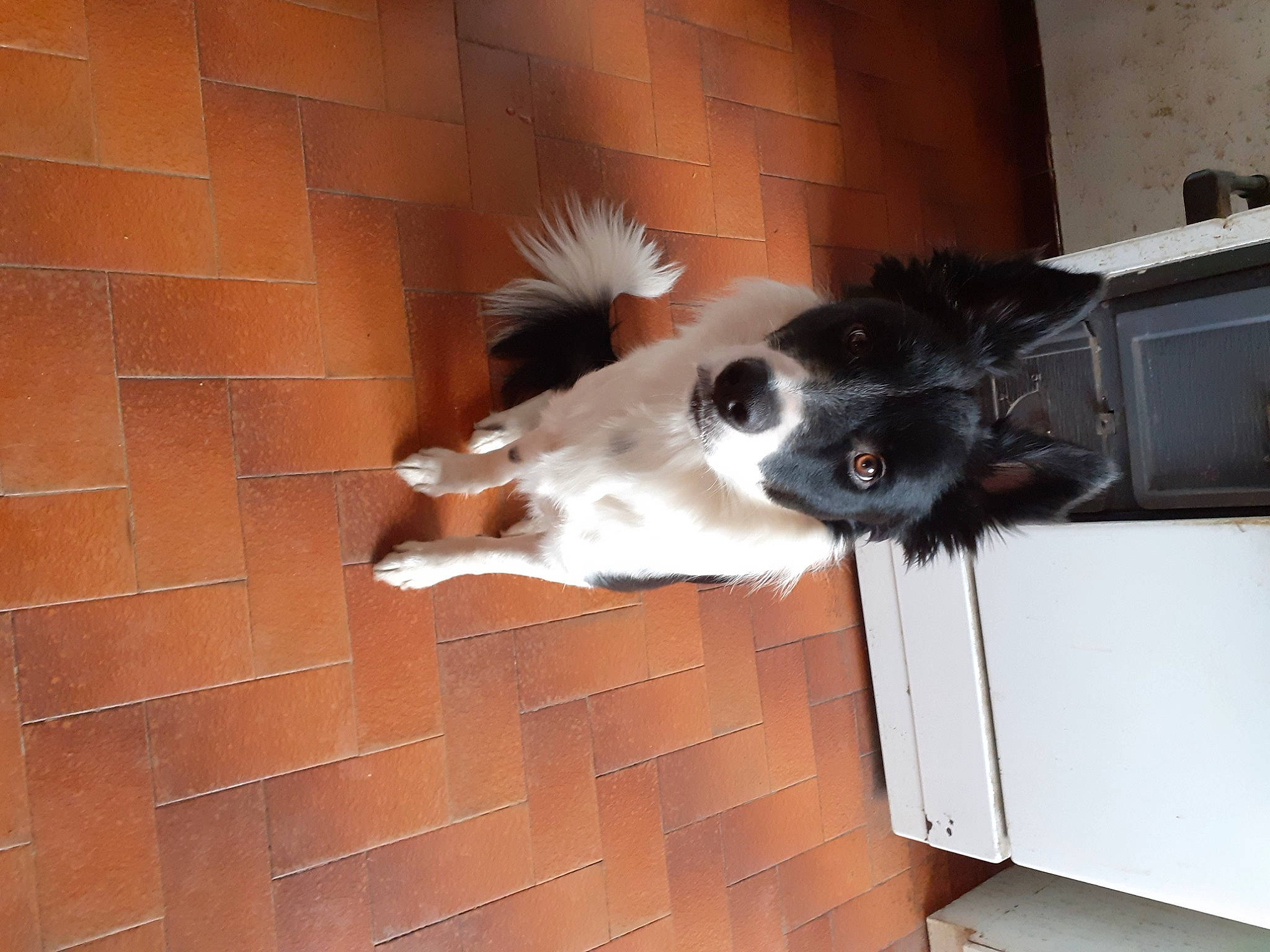 Youki a rejoint le concours — aidez-le/la à gagner de superbes lots ! brick, brickwork, canidae, carnivore, companion_dog, dog, dog_breed, fawn, flooring, fur, hardwood, snout, sporting_group, tail, whiskers, wood