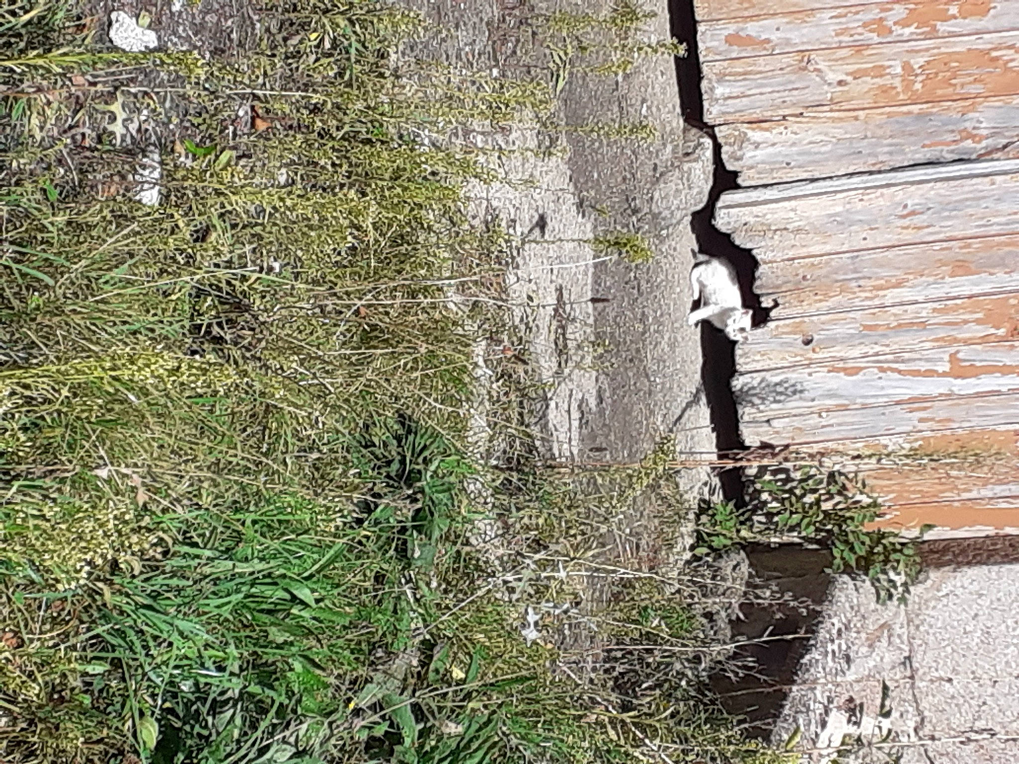Plume a rejoint le concours — aidez-le/la à gagner de superbes lots ! brick, brickwork, concrete, facade, grass, groundcover, hardwood, landscape, metal, plank, plant, rectangle, shadow, shrub, soil, tints_and_shades, trunk, twig, window, wood