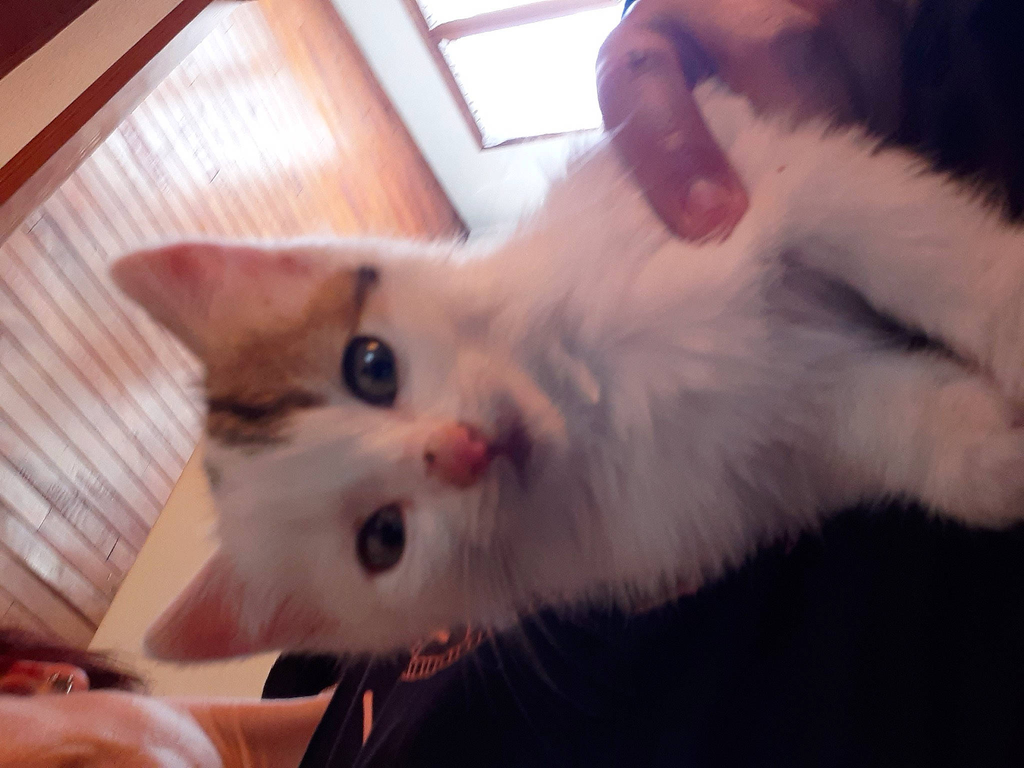 Plume a rejoint le concours — aidez-le/la à gagner de superbes lots ! carnivore, cat, claw, domestic_short_haired_cat, ear, fawn, felidae, fur, hardwood, iris, paw, small_to_medium_sized_cats, snout, tail, whiskers, wood