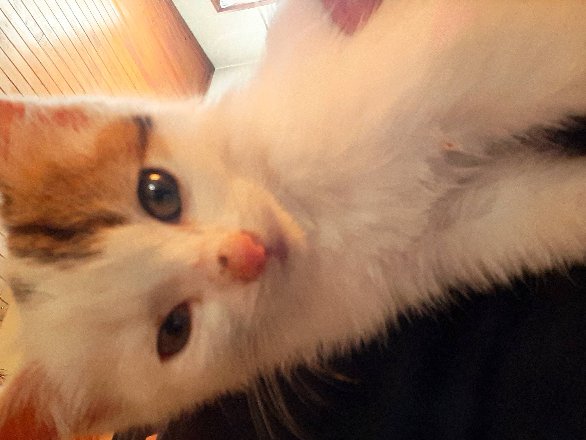 Plume a rejoint le concours — aidez-le/la à gagner de superbes lots ! carnivore, cat, claw, domestic_short_haired_cat, ear, fawn, felidae, fur, iris, paw, small_to_medium_sized_cats, snout, whiskers