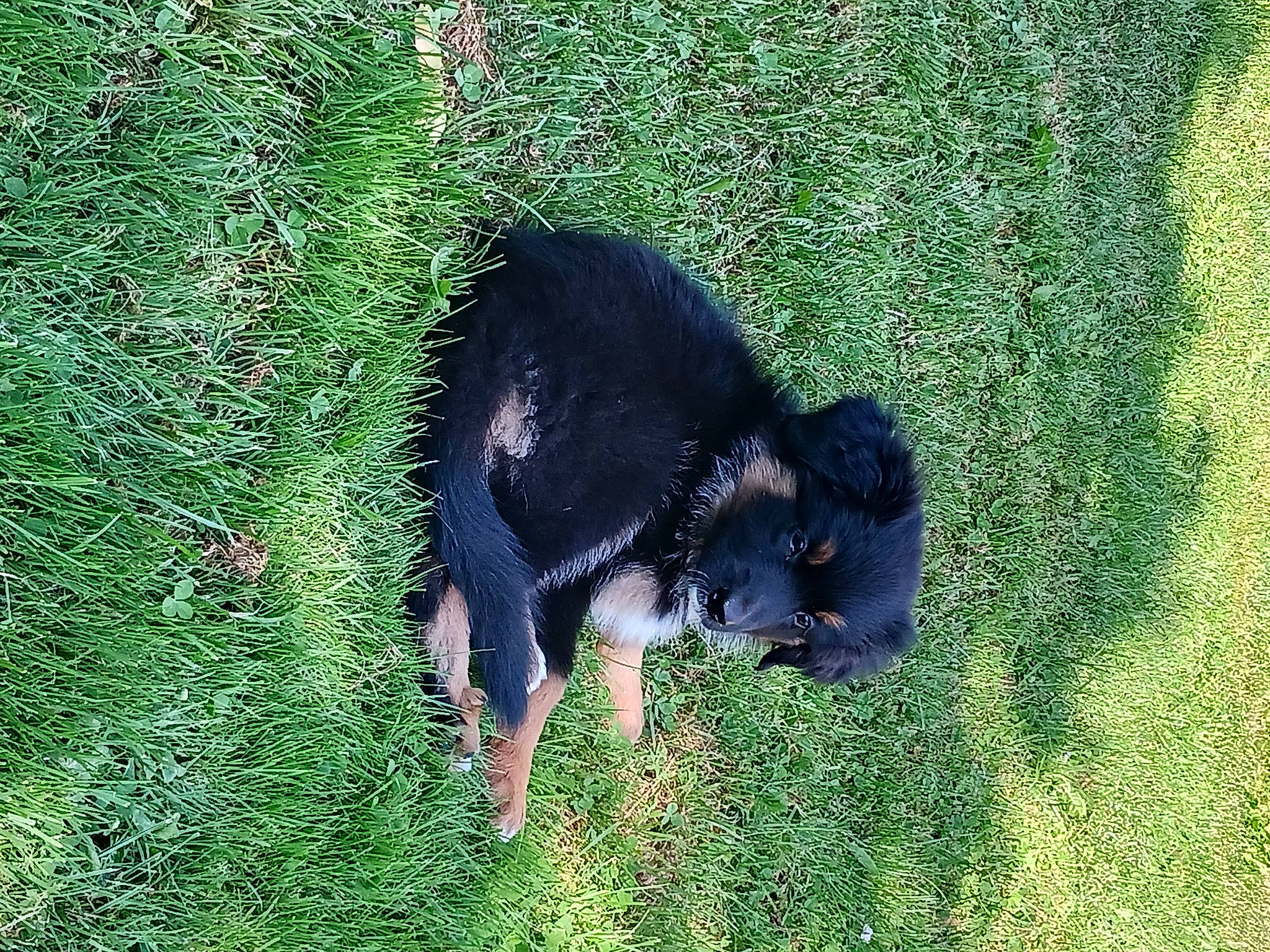 Luna participe au concours pour gagner de l'argent avec cette photo : canidae, carnivore, companion_dog, dog, dog_breed, grass, grassland, groundcover, guard_dog, hunting_dog, people_in_nature, plant, shadow, shrub, sporting_group, tail, terrestrial_animal, tree, working_animal, working_dog