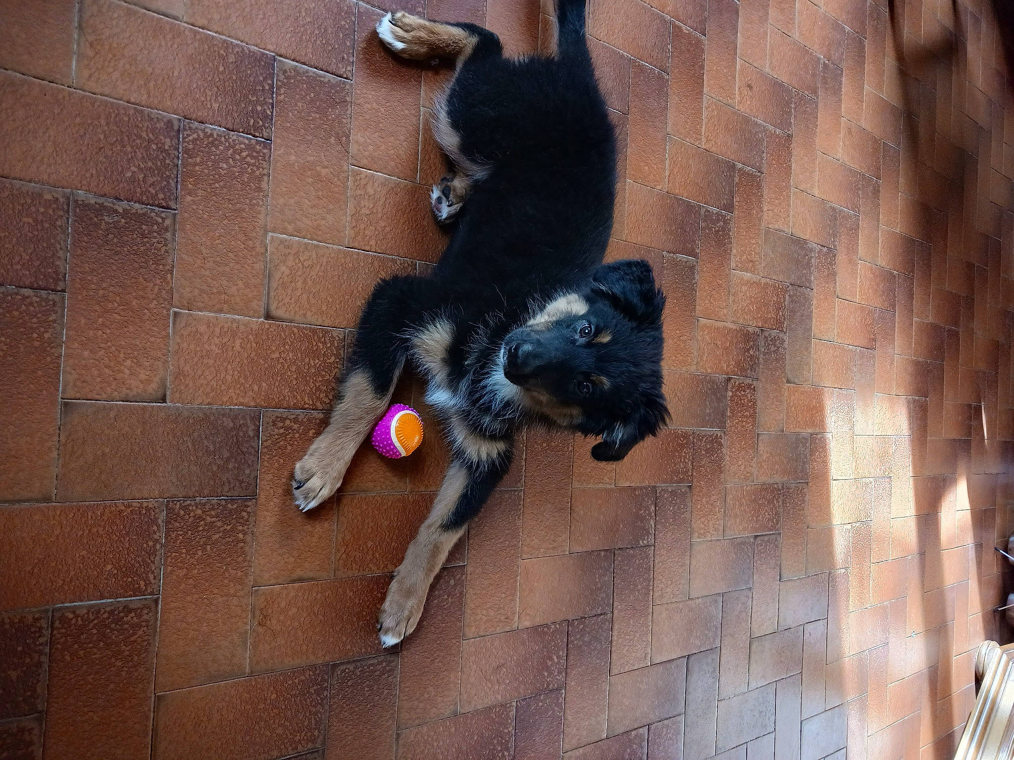 Luna participe au concours pour gagner de l'argent avec cette photo : black_cat, bombay, canidae, carnivore, cat, claw, companion_dog, dog_breed, domestic_short_haired_cat, felidae, flooring, fur, guard_dog, paw, shadow, small_to_medium_sized_cats, sporting_group, tail, watch, whiskers