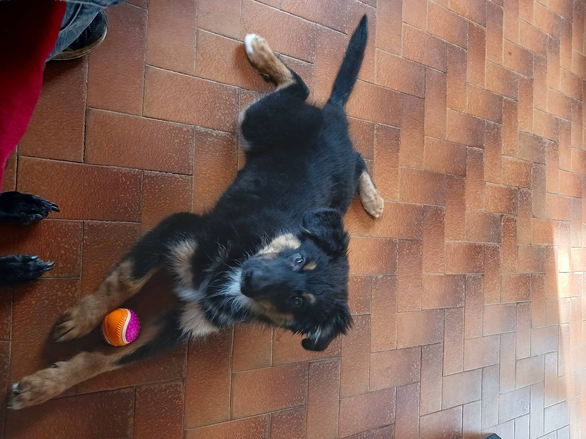 Luna participe au concours pour gagner de l'argent avec cette photo : canidae, carnivore, claw, companion_dog, dog, dog_breed, dog_supply, felidae, flooring, fur, paw, schnauzer, scottish_terrier, shadow, small_to_medium_sized_cats, sporting_group, tail, terrier, whiskers, working_animal