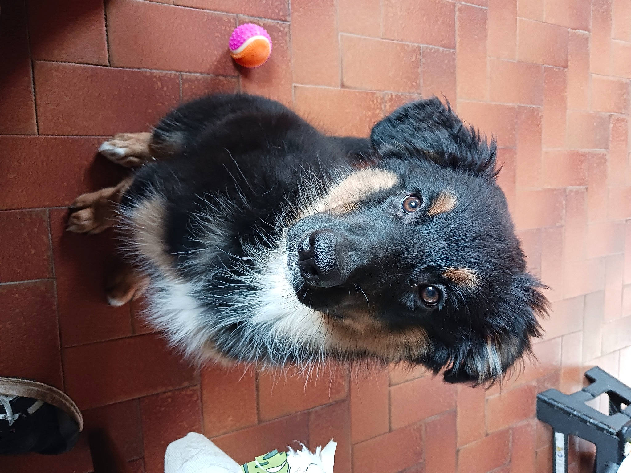 Luna a rejoint le concours — aidez-le/la à gagner de superbes lots ! bear, canidae, carnivore, claw, companion_dog, dog_breed, fur, snout, sporting_group, tail, terrestrial_animal, whiskers