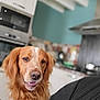 dog, golden_retriever, pet, animal, indoor, kitchen, person, shoulder, fur, happy, tongue, closeup, brown, white, face, ears, snout, domestic, friendly, companion