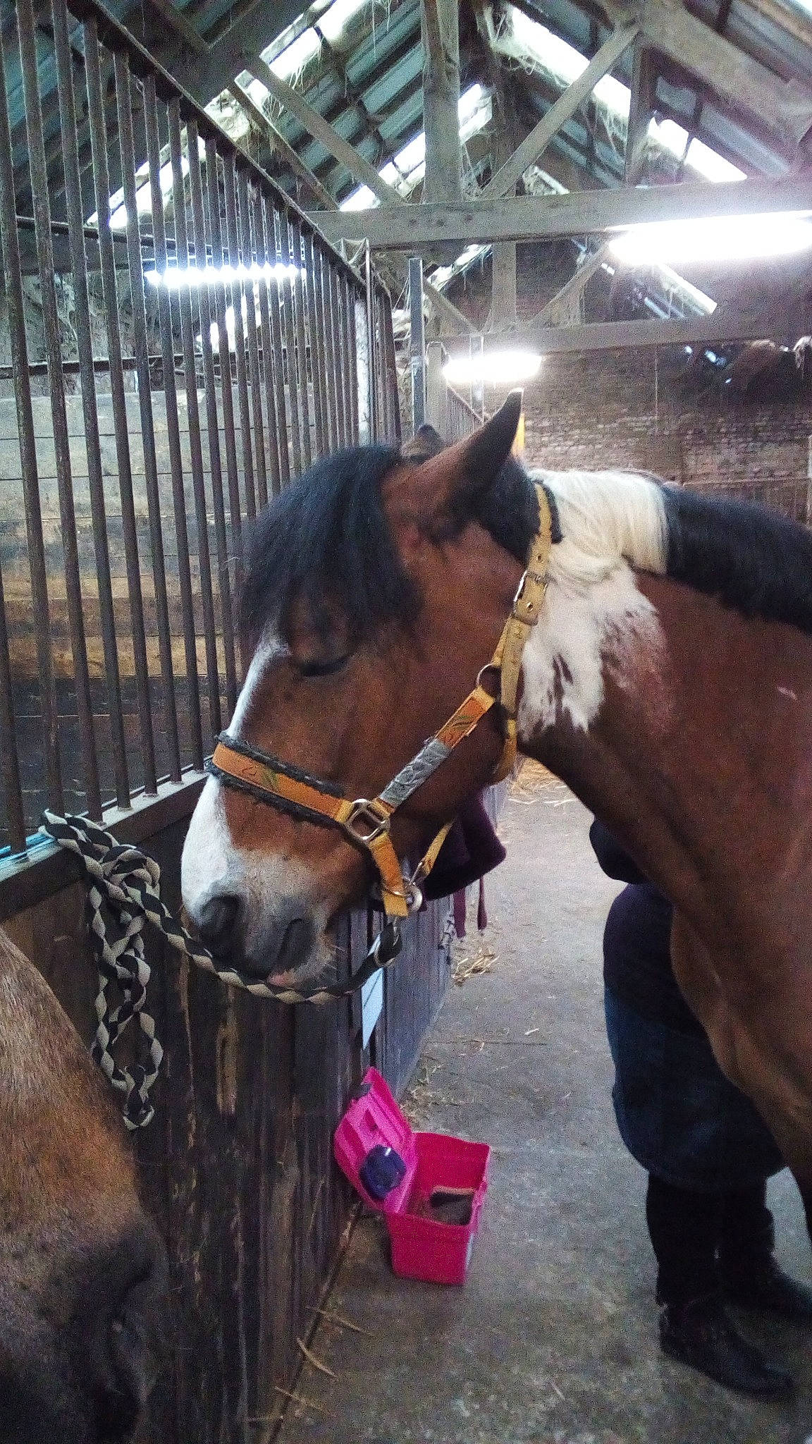 Naya participe au concours pour gagner de l'argent avec cette photo : bridle, halter, horse, horse_grooming, horse_harness, horse_supplies, horse_tack, liver, livestock, mane, mare, mustang_horse, pack_animal, rein, snout, sorrel, stable