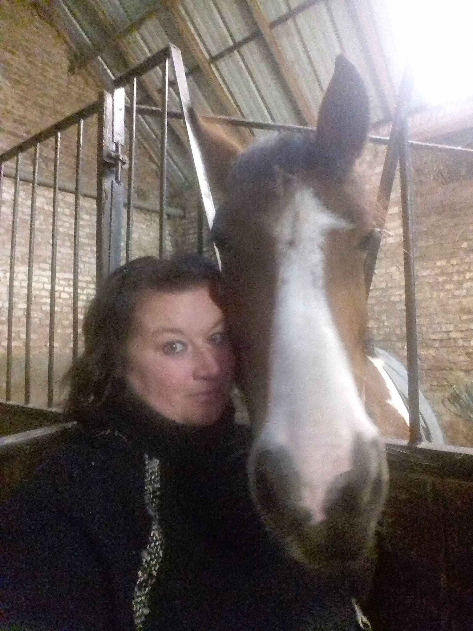 Naya a rejoint le concours — aidez-le/la à gagner de superbes lots ! horse, horse_grooming, liver, mane, mare, photography, riding_instructor, stable, stallion