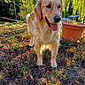 Vaya a rejoint le concours — aidez-le/la à gagner de superbes lots ! dog, golden_retriever, grass, outdoor, sunlight, plant_pot, greenery, nature, pet, animal, tongue_out, happy, summer, daylight, leaf, tree, canine, mammal, fur, friendly