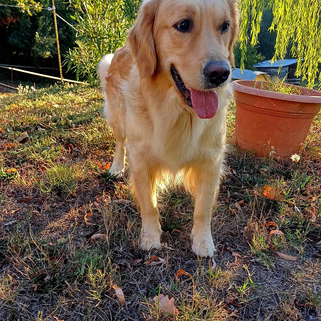 Vaya a rejoint le concours — aidez-le/la à gagner de superbes lots ! dog, golden_retriever, grass, outdoor, sunlight, plant_pot, greenery, nature, pet, animal, tongue_out, happy, summer, daylight, leaf, tree, canine, mammal, fur, friendly