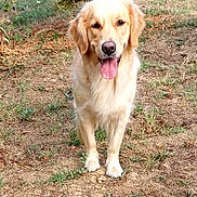 Vaya participe au concours pour gagner de l'argent avec cette photo : dog, golden_retriever, outdoor, grass, tree, pet, animal, canine, tongue_out, happy, nature, brown, fur, standing, daylight, grassland, playful, friendly, mammal, summer