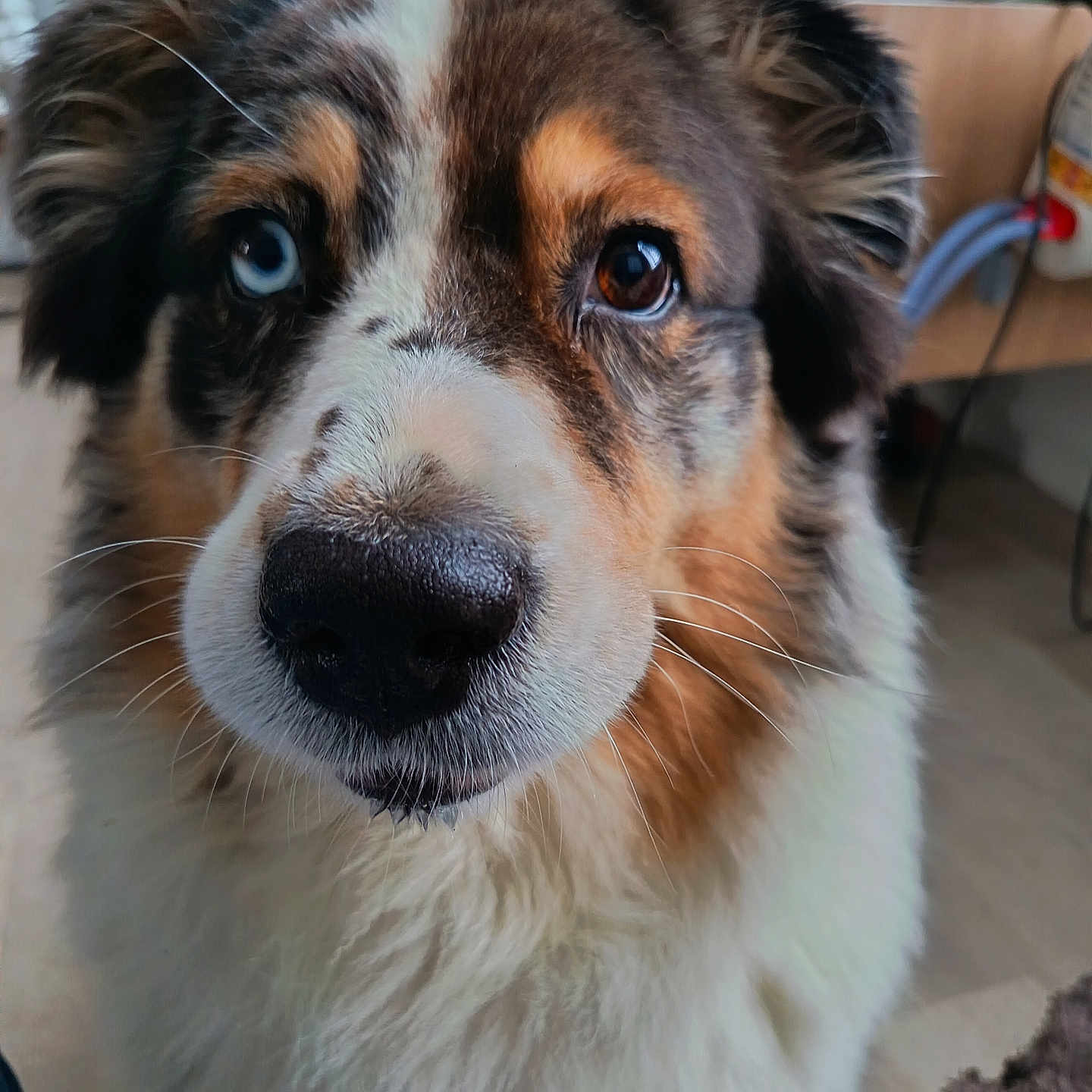 Obelle participe au concours pour gagner de l'argent avec cette photo : animal, black, brown, canine, close_up, companion, curious, dog, domestic, face, fluffy, fur, heterochromia, indoor, looking, nose, pet, portrait, whiskers, white