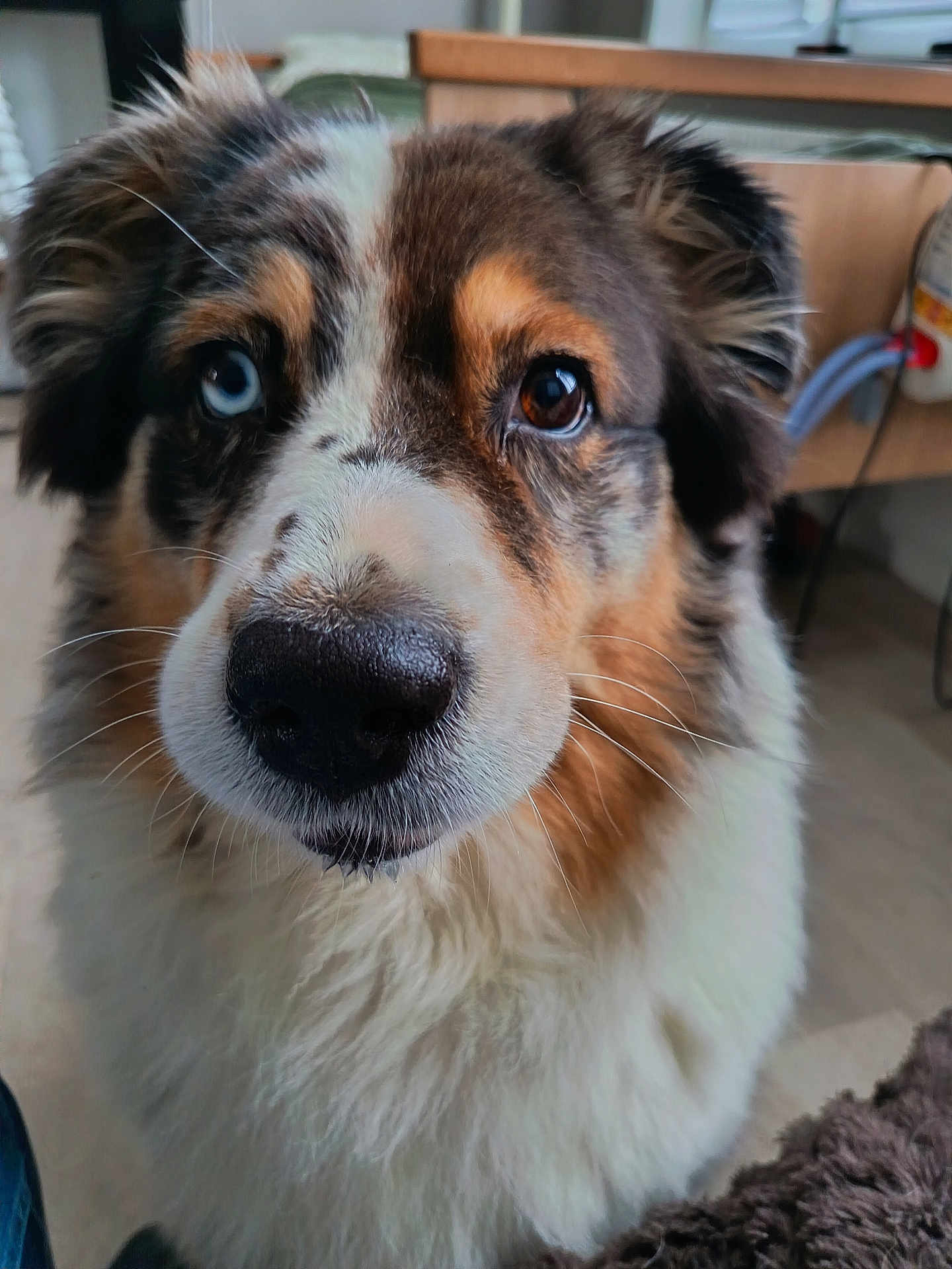 Obelle participe au concours pour gagner de l'argent avec cette photo : dog, close_up, indoor, heterochromia, fluffy, brown, white, black, pet, animal, canine, face, fur, nose, whiskers, curious, looking, portrait, domestic, companion