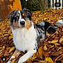 animal, autumn, blue_eye, brown_eye, canine, close_up, colorful, dog, fall, fur, grass, heterochromia, laying_down, leaves, nature, outdoor, pet, sunlight, tree, wooden_shed
