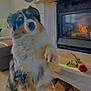 animal, australian_shepherd, couch, cozy, cute, decor, dog, fireplace, fur, furniture, heterochromia, homedecor, indoor, light, living_room, paw, pet, rose, warmth, wood