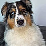 Obelle participe au concours pour gagner de l'argent avec cette photo : animal, australian_shepherd, blue_eye, brown_eye, calm, canine, closeup, dog, ears, fluffy_fur, fur, heterochromia, indoor, looking_at_camera, mammal, nose, pet, portrait, snout, whiskers