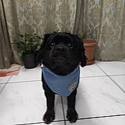 Rio joined the competition — help win amazing prizes! dog, black_dog, bandana, blue_bandana, indoor, tile_floor, potted_plant, curtains, pet, small_dog, looking_up, floor_tiles, plant_pot, animal, companion, domestic_animal, cute, pet_accessory, home, curious