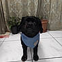 dog, black_dog, bandana, blue_bandana, indoor, tile_floor, potted_plant, curtains, pet, small_dog, looking_up, floor_tiles, plant_pot, animal, companion, domestic_animal, cute, pet_accessory, home, curious