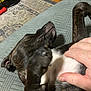 dog, pet, human_hand, belly_rub, couch, indoor, floor, rug, wooden_floor, relaxed, brindle, fur, animal, paw, living_room, comfort, resting, closeup, touch, domestic_animal
