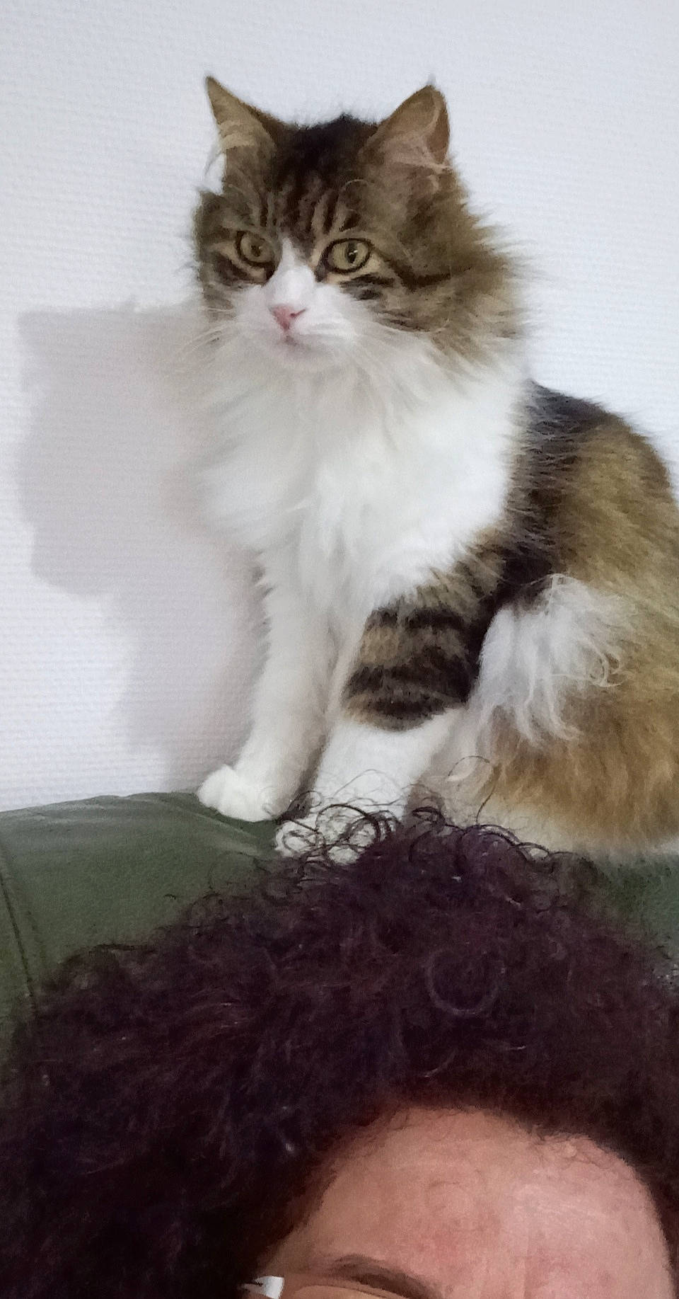 Flipper a rejoint le concours — aidez-le/la à gagner de superbes lots ! british_longhair, carnivore, cat, felidae, fur, paw, sitting, small_to_medium_sized_cats, snout, tail, terrestrial_animal, whiskers