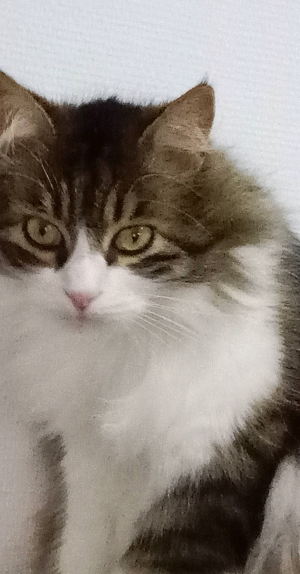 Flipper participe au concours pour gagner de l'argent avec cette photo : british_longhair, carnivore, cat, domestic_short_haired_cat, felidae, fur, iris, monochrome, monochrome_photography, paw, small_to_medium_sized_cats, snout, tail, terrestrial_animal, whiskers