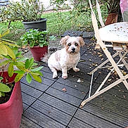 Lana participe au concours pour gagner de l'argent avec cette photo : dog, potted_plants, wooden_deck, garden, greenery, folding_chair, outdoor, pet, curious, white_dog, tan_spots, leaves, grass, fence, tree, flowering_plant, seat, nature, daylight, small_dog