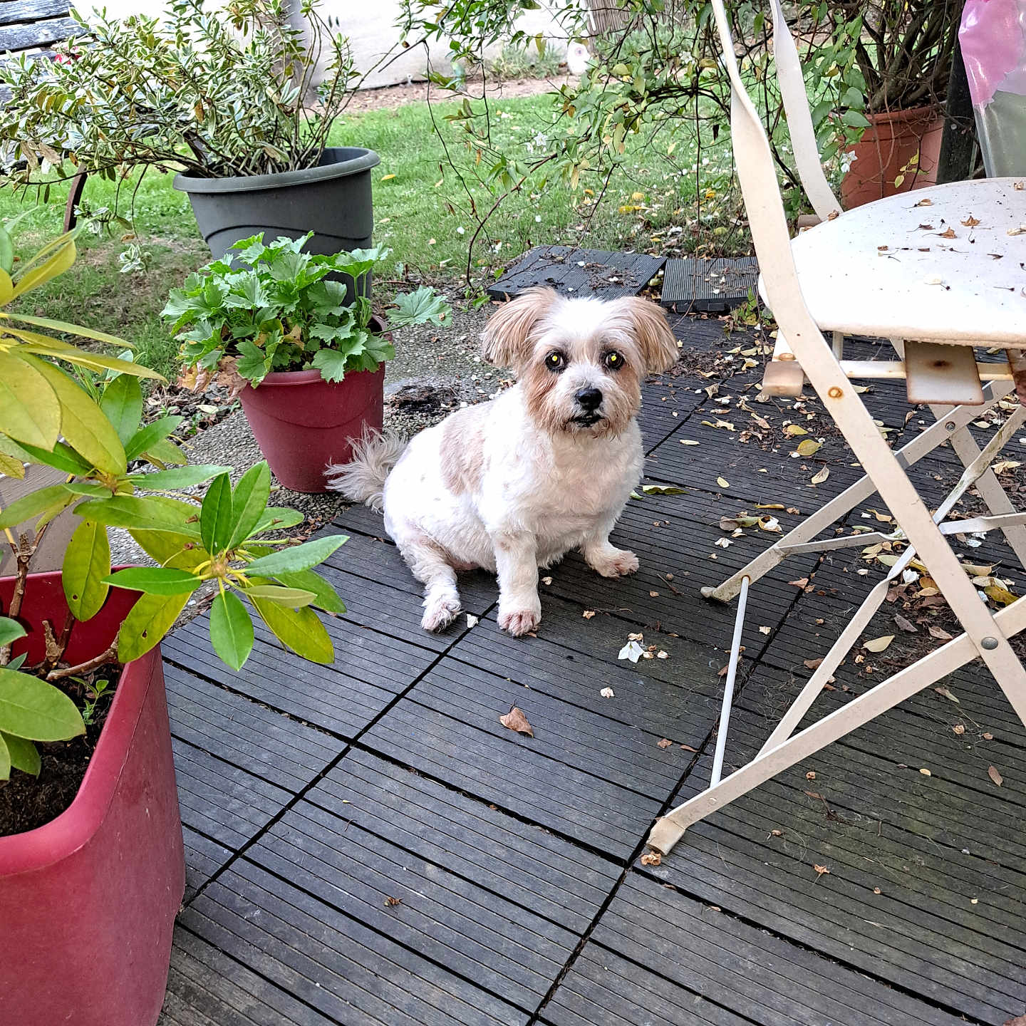 Lana participe au concours pour gagner de l'argent avec cette photo : curious, daylight, dog, fence, flowering_plant, folding_chair, garden, grass, greenery, leaves, nature, outdoor, pet, potted_plants, seat, small_dog, tan_spots, tree, white_dog, wooden_deck