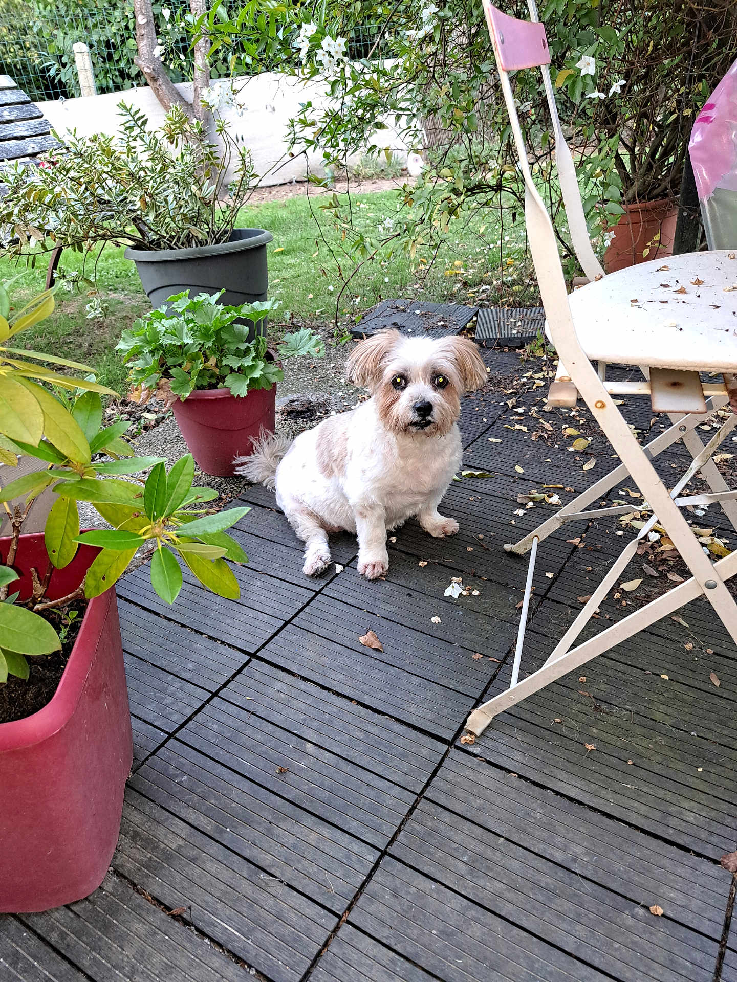 Lana participe au concours pour gagner de l'argent avec cette photo : dog, potted_plants, wooden_deck, garden, greenery, folding_chair, outdoor, pet, curious, white_dog, tan_spots, leaves, grass, fence, tree, flowering_plant, seat, nature, daylight, small_dog