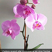 Keissa participe au concours pour gagner de l'argent avec cette photo : art, blossom, botany, flower, flowering_plant, flowerpot, houseplant, magenta, moth_orchid, orchids_of_the_philippines, pedicel, perennial_plant, petal, phalaenopsis_sanderiana, pink, plant, plant_stem, terrestrial_plant, twig