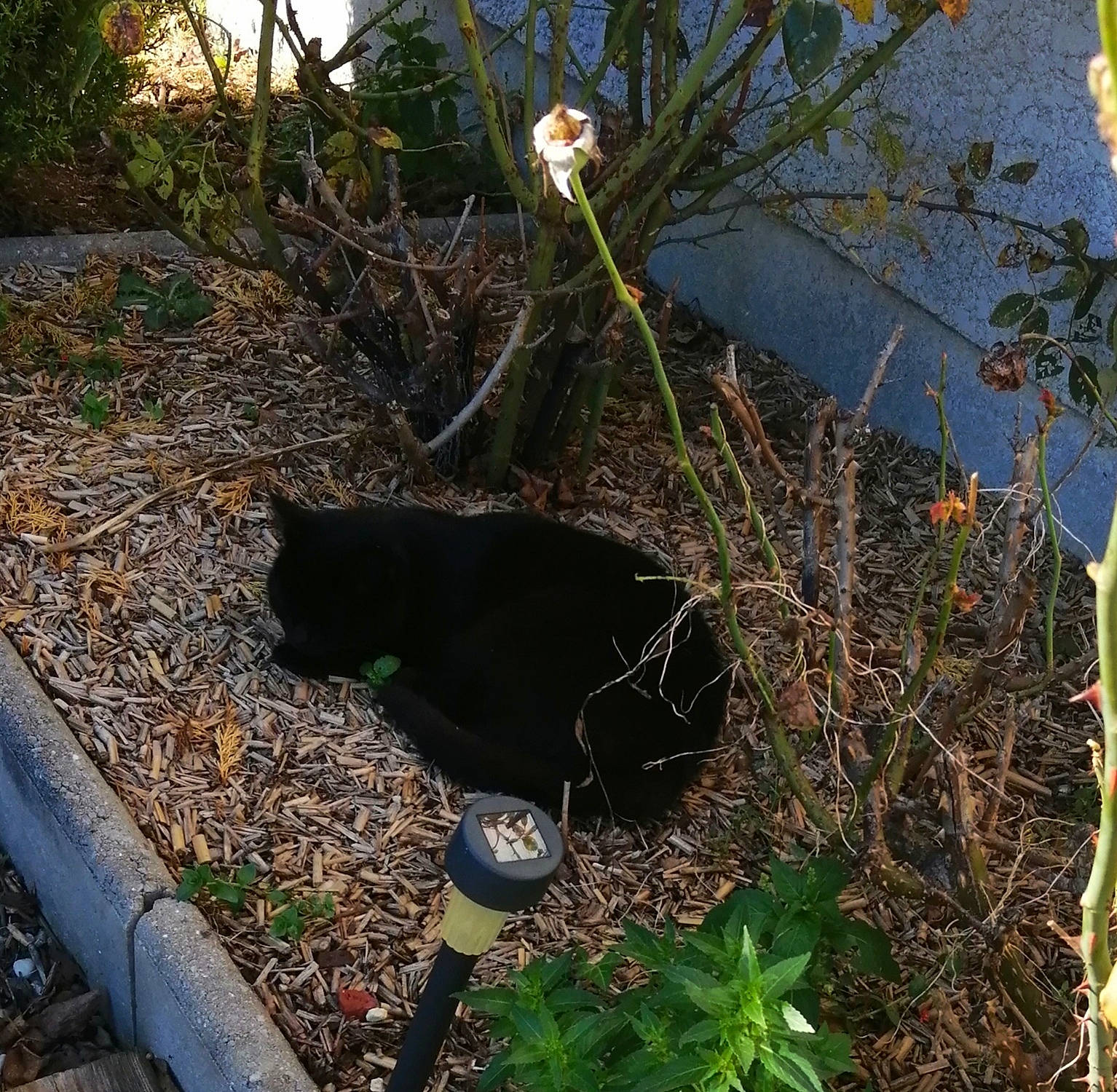 Mimine a rejoint le concours — aidez-le/la à gagner de superbes lots ! botany, carnivore, cat, dog_breed, felidae, flowering_plant, grass, groundcover, light, plant, shadow, shrub, small_to_medium_sized_cats, soil, tail, terrestrial_animal, tints_and_shades, tree, twig, wood