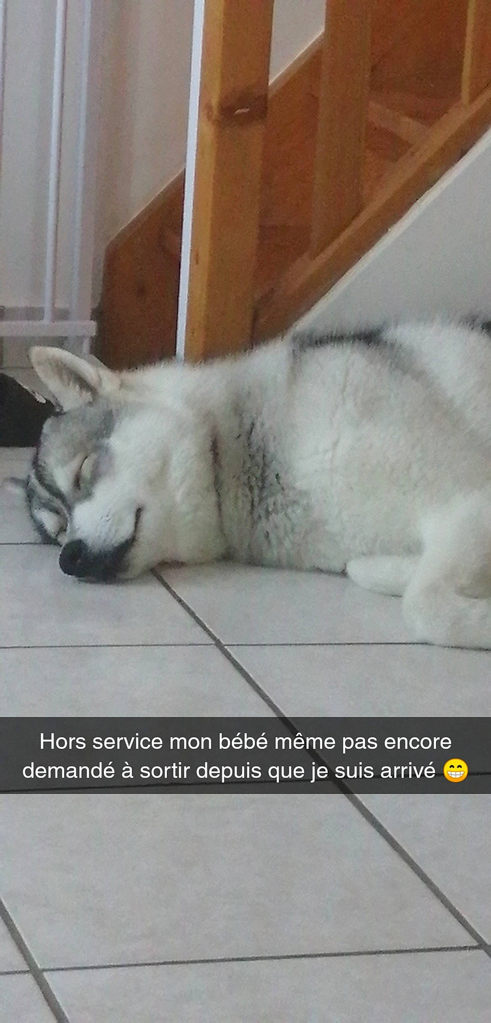 Togo participe au concours pour gagner de l'argent avec cette photo : canidae, carnivore, comfort, companion_dog, dog, dog_breed, felidae, font, foot, fur, head, jaw, nap, paw, photo_caption, small_to_medium_sized_cats, snout, tail, terrestrial_animal, whiskers