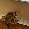 cat, tabby_cat, pet, feline, animal, sitting, indoors, window, blinds, hardwood_floor, cardboard_box, striped_fur, curious, looking_at_camera, tail, ears, whiskers, home, sunlight, portrait