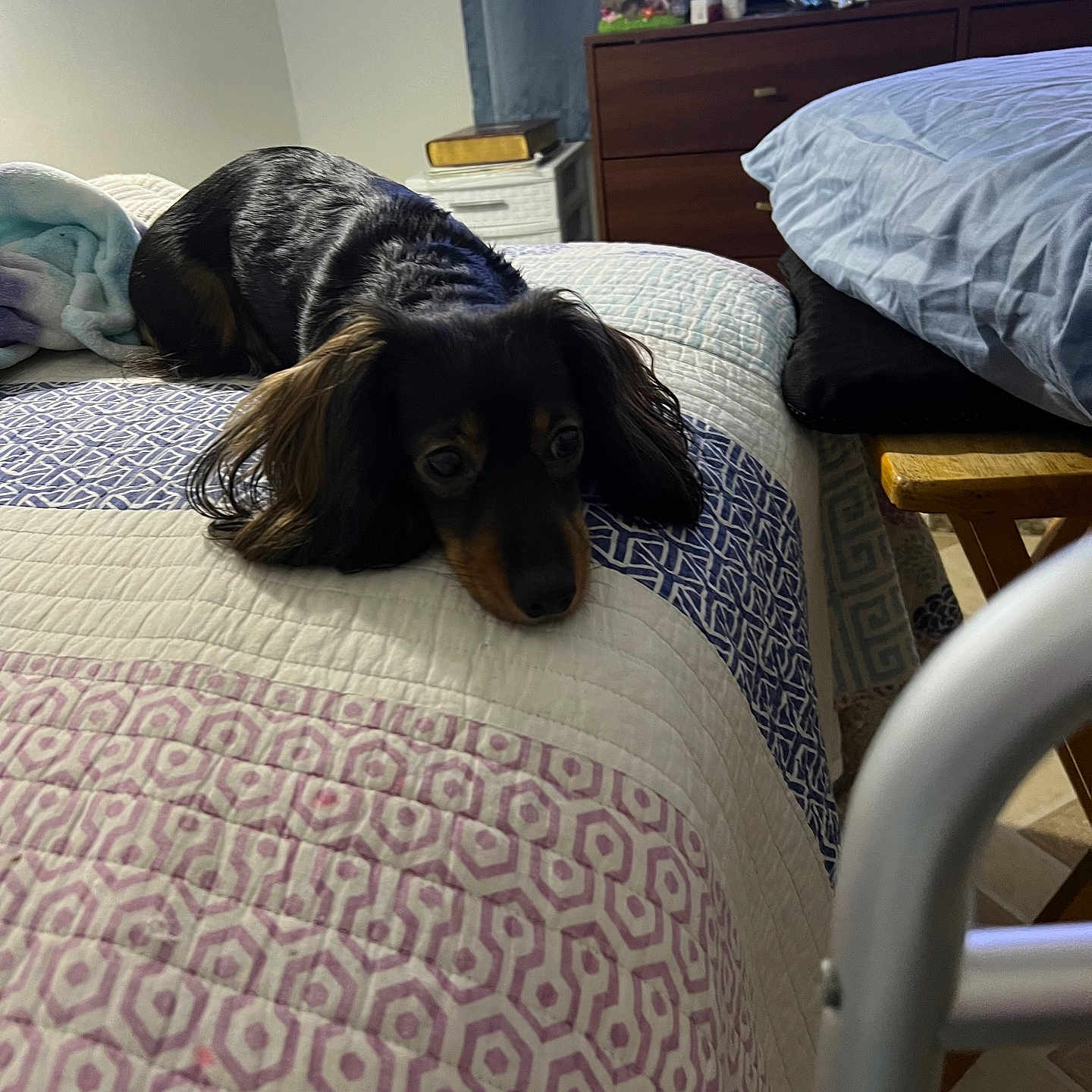 Freia is registered to the contest to win money with this photo: animal, bed, black, blanket, brown, comfort, cozy, dog, drapes, floor, furniture, indoor, living_space, pet, quilt, resting, room, sleepy, television, wooden_furniture