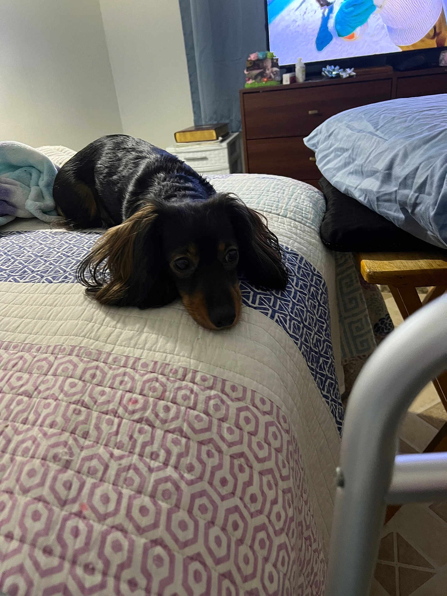 Freia is registered to the contest to win money with this photo: animal, bed, black, blanket, brown, comfort, cozy, dog, drapes, floor, furniture, indoor, living_space, pet, quilt, resting, room, sleepy, television, wooden_furniture