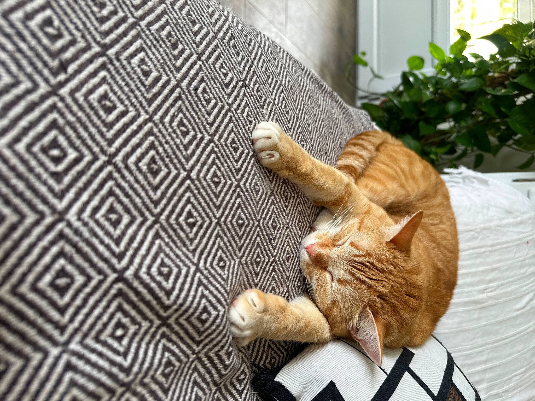 Simba a rejoint le concours — aidez-le/la à gagner de superbes lots ! carnivore, cat, comfort, domestic_short_haired_cat, fawn, felidae, flooring, fur, grass, houseplant, plant, sculpture, small_to_medium_sized_cats, snout, tail, terrestrial_animal, tree, trunk, whiskers, wood