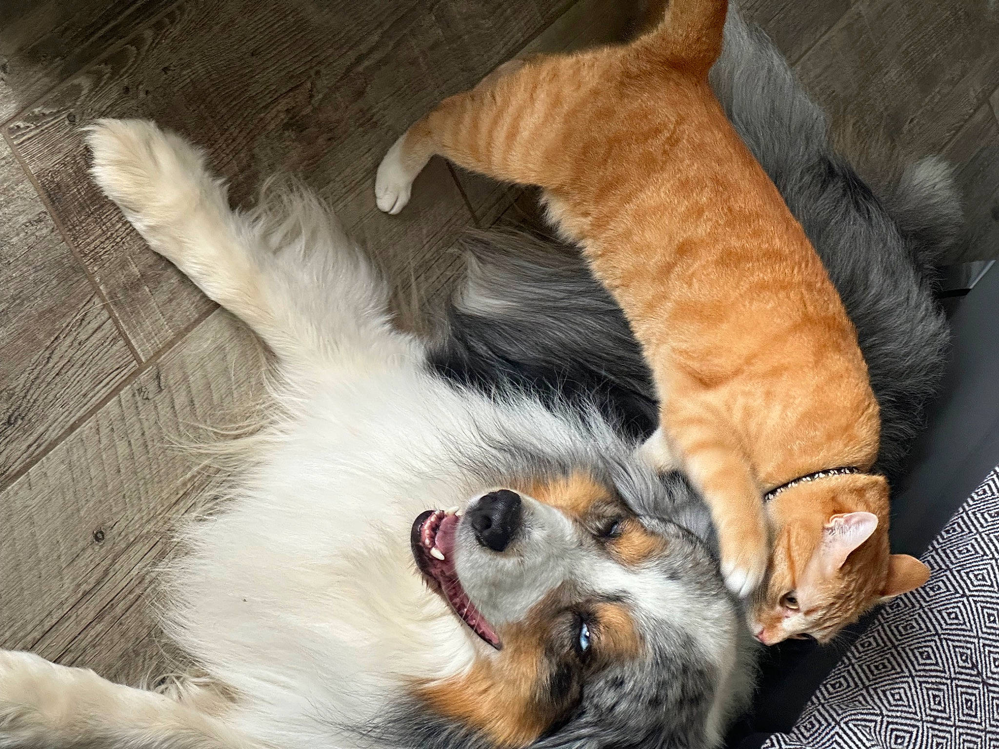 Simba participe au concours pour gagner de l'argent avec cette photo : canidae, carnivore, claw, comfort, companion_dog, couch, dog, dog_breed, fawn, felidae, fur, nap, paw, sleep, small_to_medium_sized_cats, snout, sporting_group, tail, whiskers, working_animal