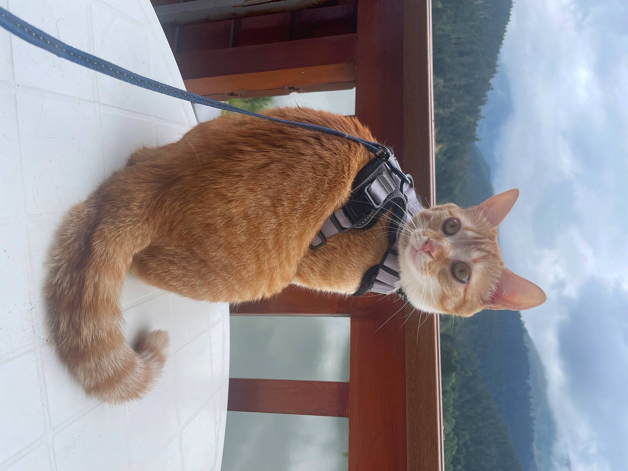 Simba a rejoint le concours — aidez-le/la à gagner de superbes lots ! canidae, carnivore, cat, cloud, collar, dog_breed, domestic_short_haired_cat, fawn, felidae, fur, sky, small_to_medium_sized_cats, sporting_group, tail, tree, whiskers, window, winter, wood